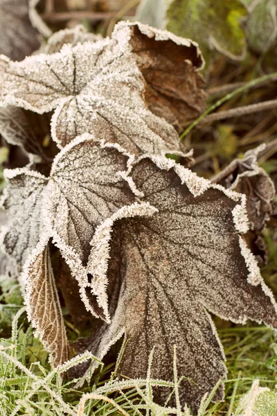 Beautiful winter nature — Stock Photo, Image