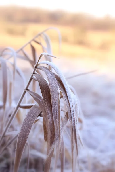 Mooie winter aard met gras — Stockfoto