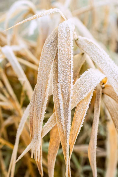 Bela natureza de inverno com grama — Fotografia de Stock