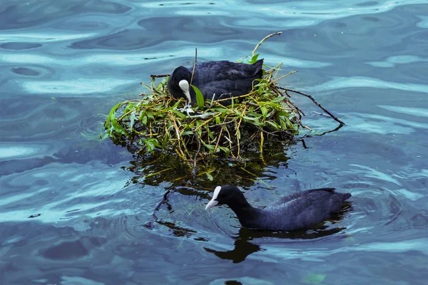 Oiseaux construisant un nid sur l'eau — Photo