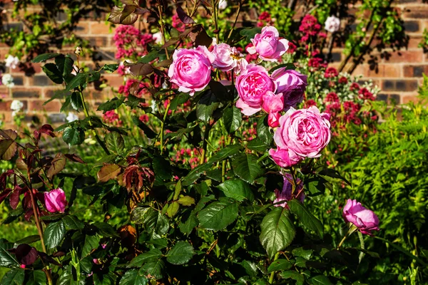 Vackra rosa rosor i trädgården — Stockfoto
