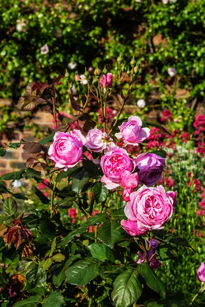 Piękne różowe róże w ogrodzie — Zdjęcie stockowe