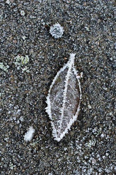 Frosty lleaf on the frozen ground close up — Stock Photo, Image