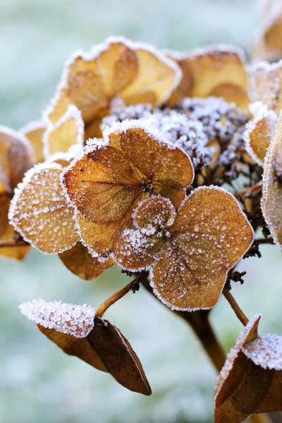 Droge hortensia close-up in de winter — Stockfoto