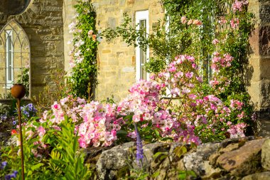 Gülleri sarmaşık pembe olan bir ev