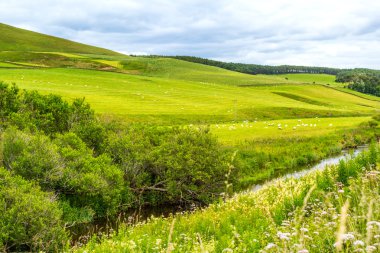 Yorkshire Dales, yatay yaz, İngiltere, Birleşik Krallık.