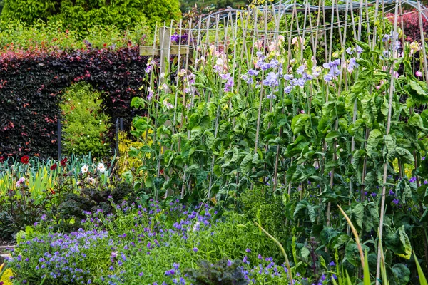Ervilha doce crescendo no jardim da casa — Fotografia de Stock