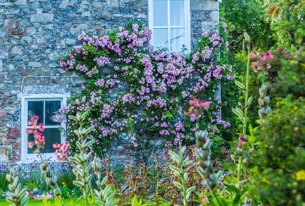 Una casa con rosas trepadoras rosadas —  Fotos de Stock