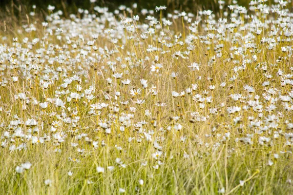 Weide van wild madeliefjes — Stockfoto