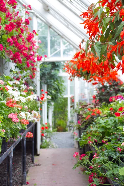 Röd begonia blossom, närbild — Stockfoto