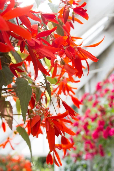 Flor de begonia roja, de cerca — Foto de Stock