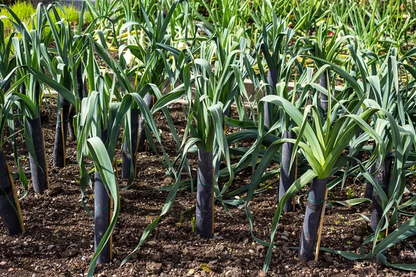 Porro che cresce in giardino — Foto Stock