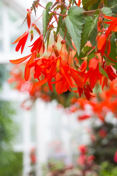 Flor de begonia roja, de cerca — Foto de Stock