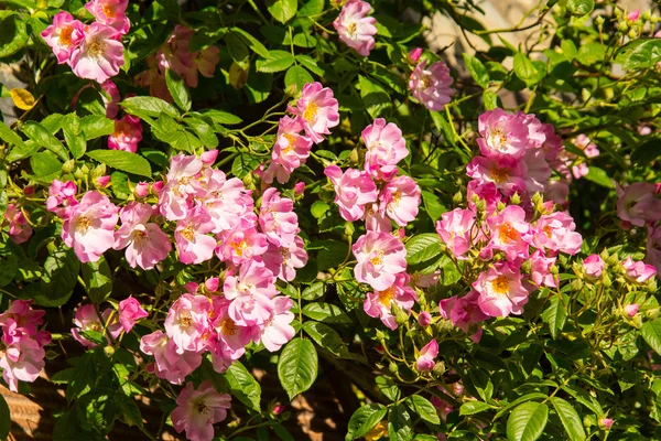 Härlig rosa klätterrosor — Stockfoto