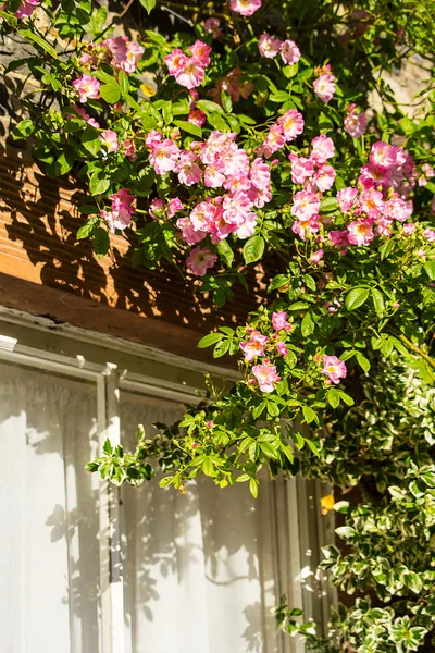 Uma casa com rosas de escalada rosa — Fotografia de Stock