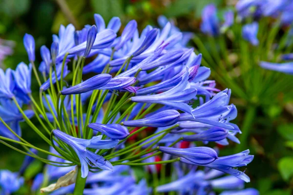 Alium azul de perto — Fotografia de Stock