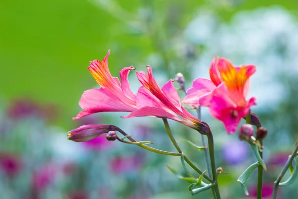 Alstroemeria, Giglio d'oro degli Incas, Giglio peruviano 'Orange King' — Foto Stock