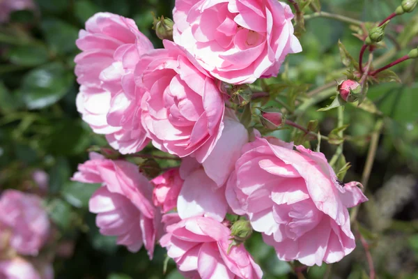 Schöne rosa Kletterrosen — Stockfoto