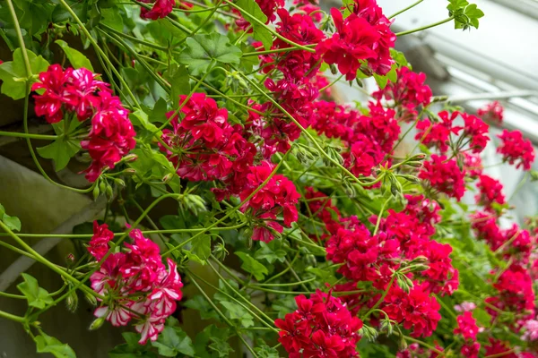 빨간 후행 pelargonium 가까이 — 스톡 사진