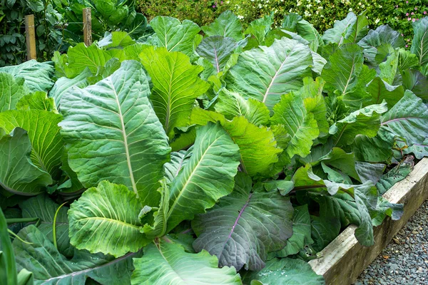 Cavolo che cresce in giardino da vicino — Foto Stock