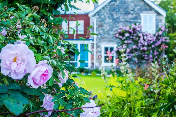 Una casa con rosas trepadoras rosadas — Foto de Stock