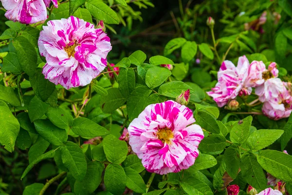 Cespuglio rosa wildroses da vicino — Foto Stock