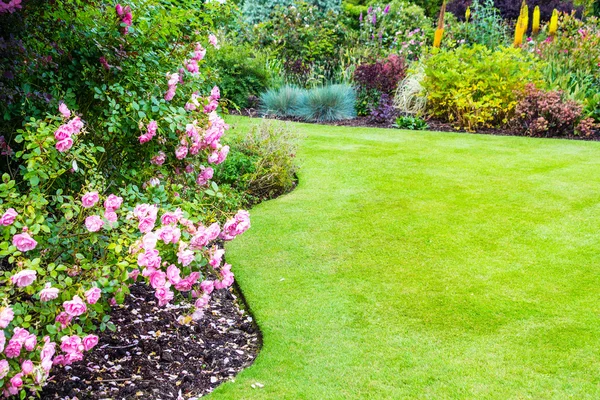 Härlig ljus rosa rosor buskar i viktoriansk trädgård — Stockfoto