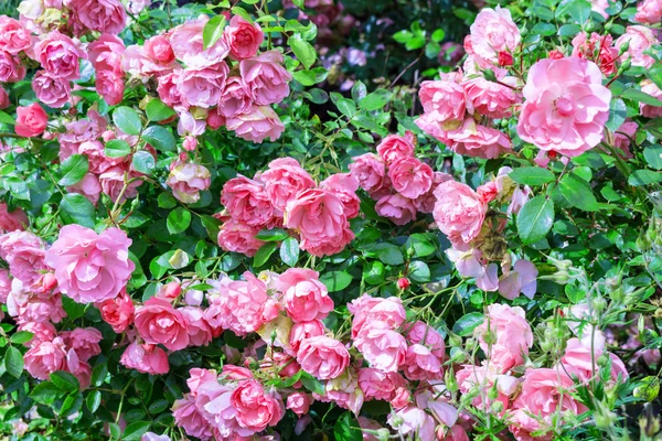 Lindas rosas de escalada rosa — Fotografia de Stock