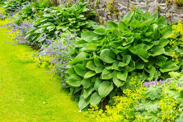 Grüne Blume eingefasst in den alten ummauerten, borstigen Garten — Stockfoto
