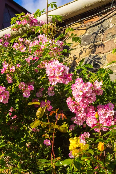 Прекрасные розовые альпинистские розы — стоковое фото