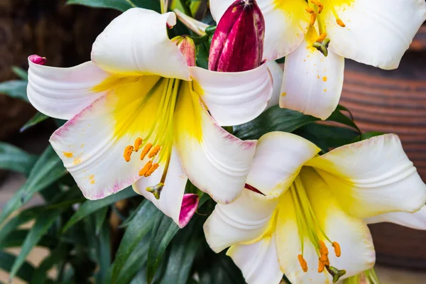 Białe i żółte Lilie w ogrodzie — Zdjęcie stockowe