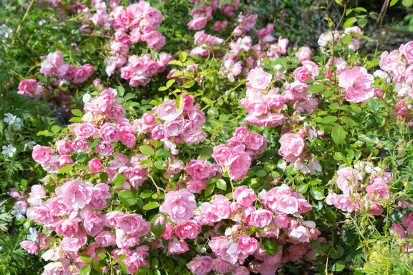 Lovely pink climbing roses — Stock Photo, Image