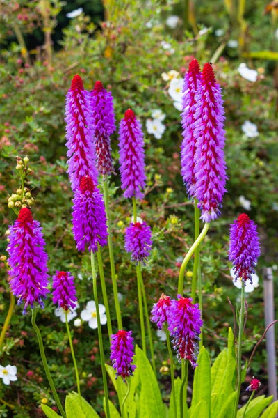 Lila virágok, Primula vialii a kertben — Stock Fotó