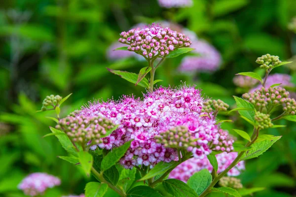 粉色绣线菊鲜花 — 图库照片