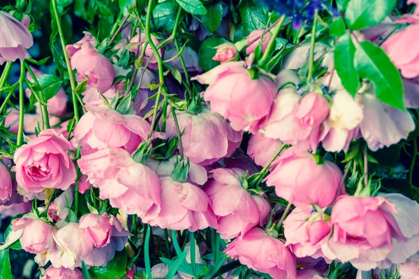 Прекрасні рожеві альпіністські троянди — стокове фото