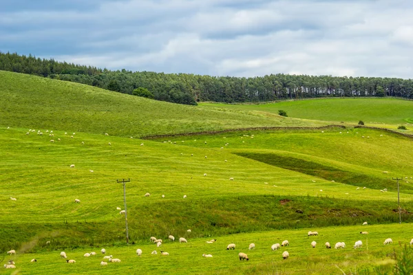 Yorkshire Dales, táj, nyári, Anglia, Egyesült Királyság. — Stock Fotó