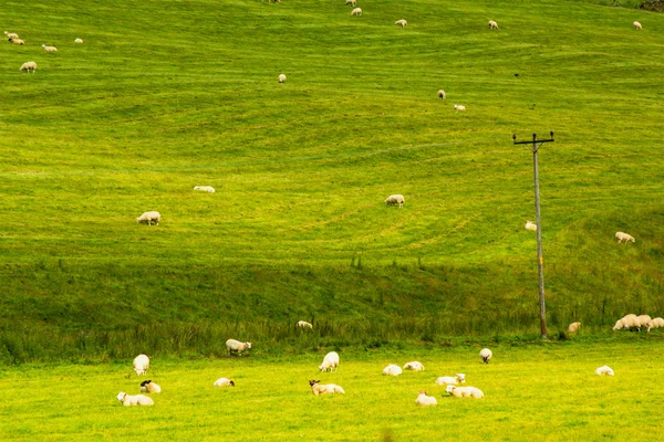 Yorkshire dales, landschaft im sommer, england, vereinigtes königreich — Stockfoto