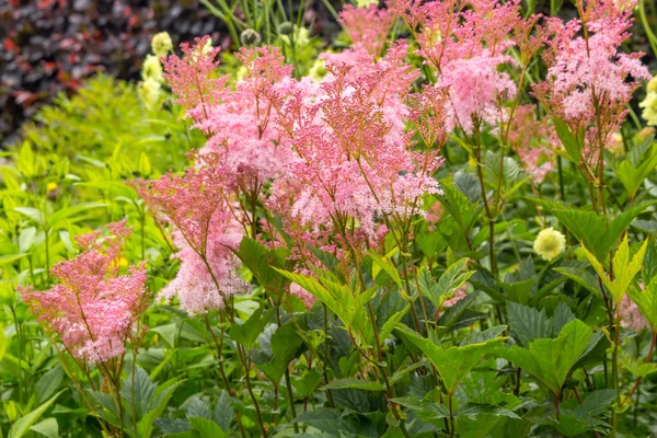 Filipendula ヤマモモ 'Venusta'、古い庭でピンクの草 — ストック写真