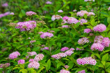 pembe erkeçsakalı çiçekler