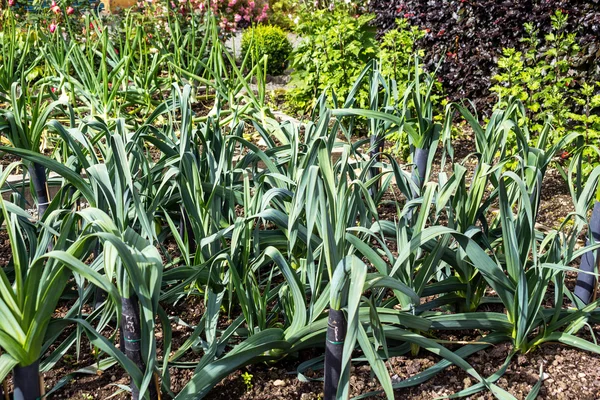 Purjolök växer i trädgården — Stockfoto