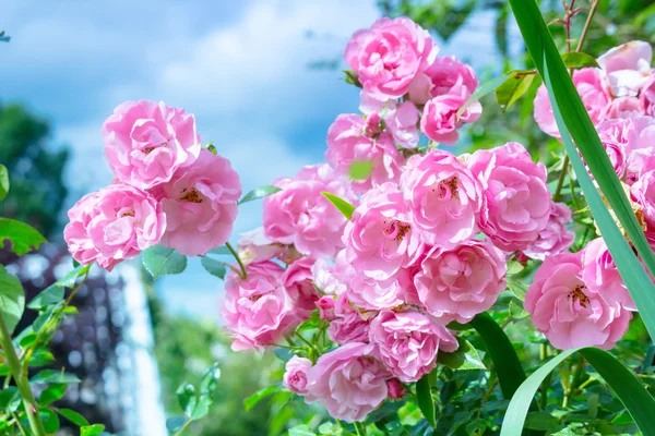 可爱的粉红色攀登玫瑰 — 图库照片