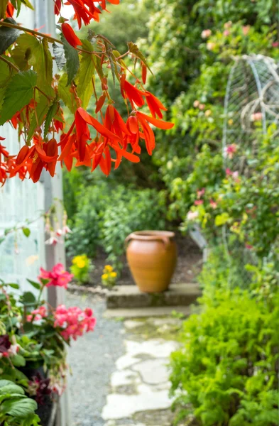 Fleur de bégonia rouge, gros plan — Photo