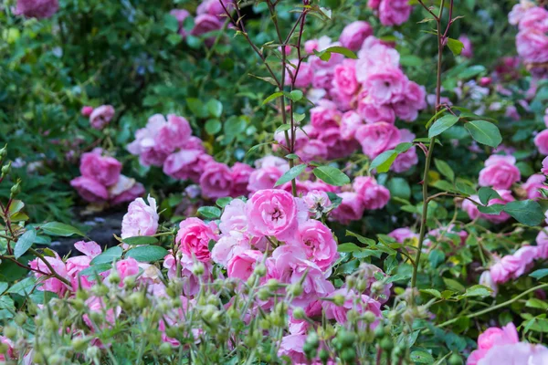 Υπέροχο ροζ τριαντάφυλλα αναρρίχησης — Φωτογραφία Αρχείου