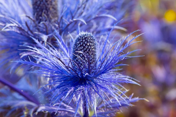 Eryngium oliverianum Sea Holly květina, modré rostliny zblízka v zahradě — Stock fotografie