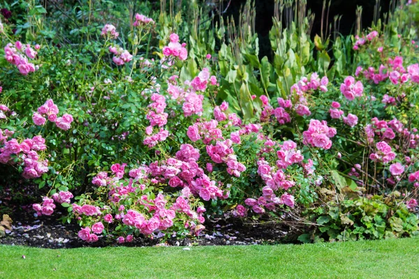 Väggen i rosa klätterrosor — Stockfoto