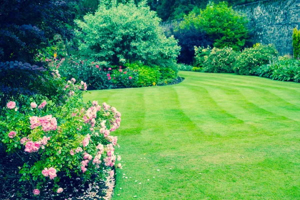 Schöne rosa Rosen Sträucher im viktorianischen Garten — Stockfoto