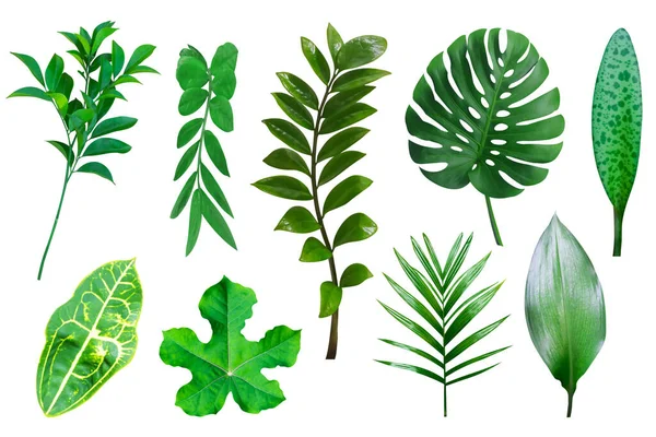 Tropiska Gröna Blad Som Och Gren Isolerad Vit Backgroun — Stockfoto