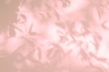 Duvarda yaprak gölgesi ve ağaç dalı var. Doğa, beyaz beton duvar dokusuna lekelenmiş ağaç dalları, pembe gölgeler ve güneş ışığı bırakır.