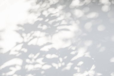 Bulanık gölge ve beyaz duvardaki yapraklı ağaç dalının güneş ışığından gelen ışık. Doğa bulanık arkaplan. Gölge örtüsü efekti bırakır 