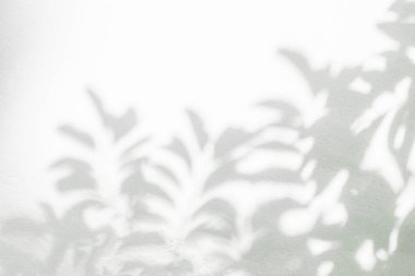 Yaprak gölgesi ve arka plandaki ışık. Doğa tropikal yapraklar bitki ve ağaç dalları, beyaz duvar dokusunda güneş ışığı olan gölgeler. 